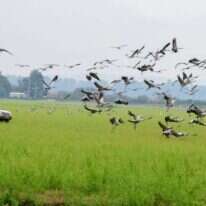העגורים בהחולה. | אייל מרגולין