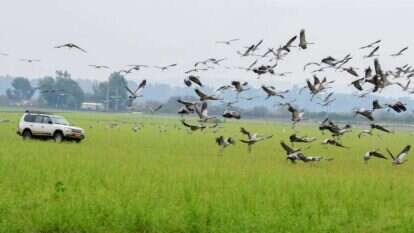 העגורים בהחולה. | אייל מרגולין העגורים בהחולה. | אייל מרגולין