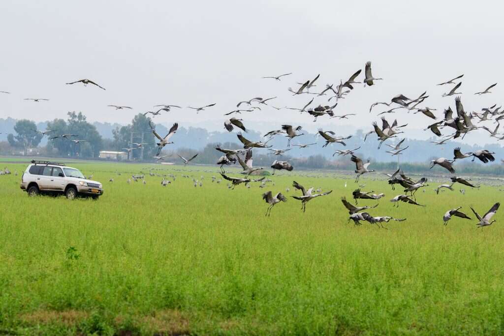 העגורים בהחולה. | אייל מרגולין