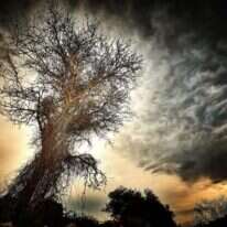 'עץ במושב מטע'. | רובין (רני) טרי