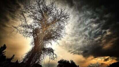 'עץ במושב מטע'. | רובין (רני) טרי