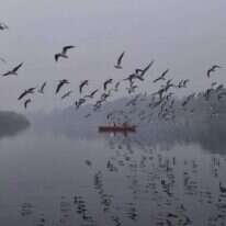 ציפורים נודדות בערפל מעל נהר היאמונה, הודו. | AFP