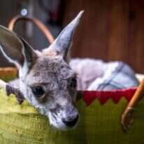 קנגורו צעיר בשמורה הדואגת לחיות, אוסטרליה. | AFP