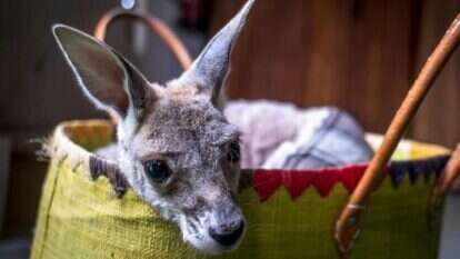 קנגורו צעיר בשמורה הדואגת לחיות, אוסטרליה. | AFP