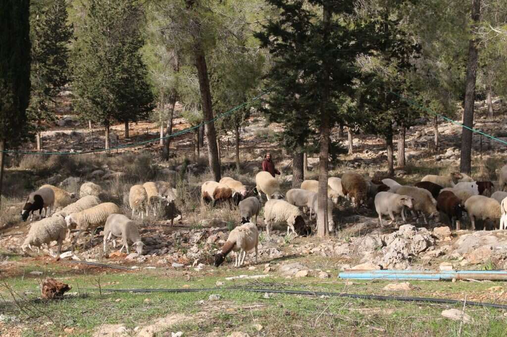 חגי שמואלי חגי שמואלי