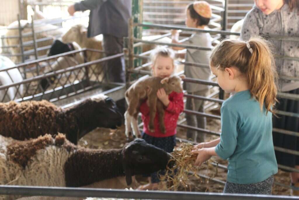 חגי שמואלי חגי שמואלי