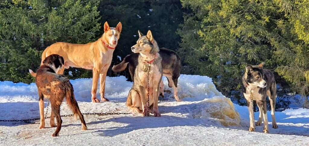 יאיר קראוס יאיר קראוס