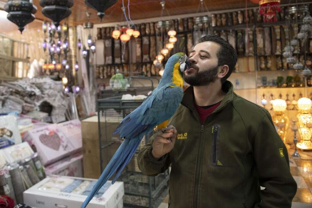 ספדי. | שריה דיאמנט ספדי. | שריה דיאמנט