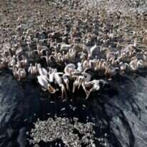 מצבו של המין מטריד את ארגוני שמירת הטבע. שקנאים בארץ. | רויטרס