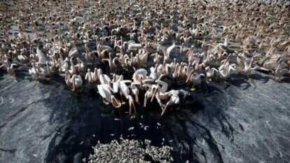 מצבו של המין מטריד את ארגוני שמירת הטבע. שקנאים בארץ. | רויטרס