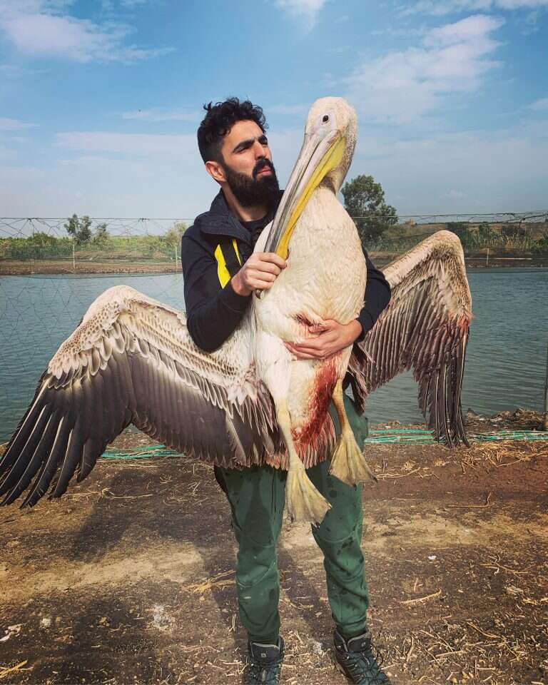 מטיול פסטורלי בעמק נולדה משימת הצלה אינטנסיבית. בן־חמו עם שקנאי. | בר פנחס