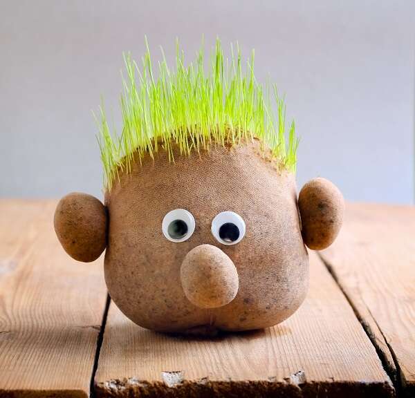 סדנת ראש דשא. | שאטרסטוק