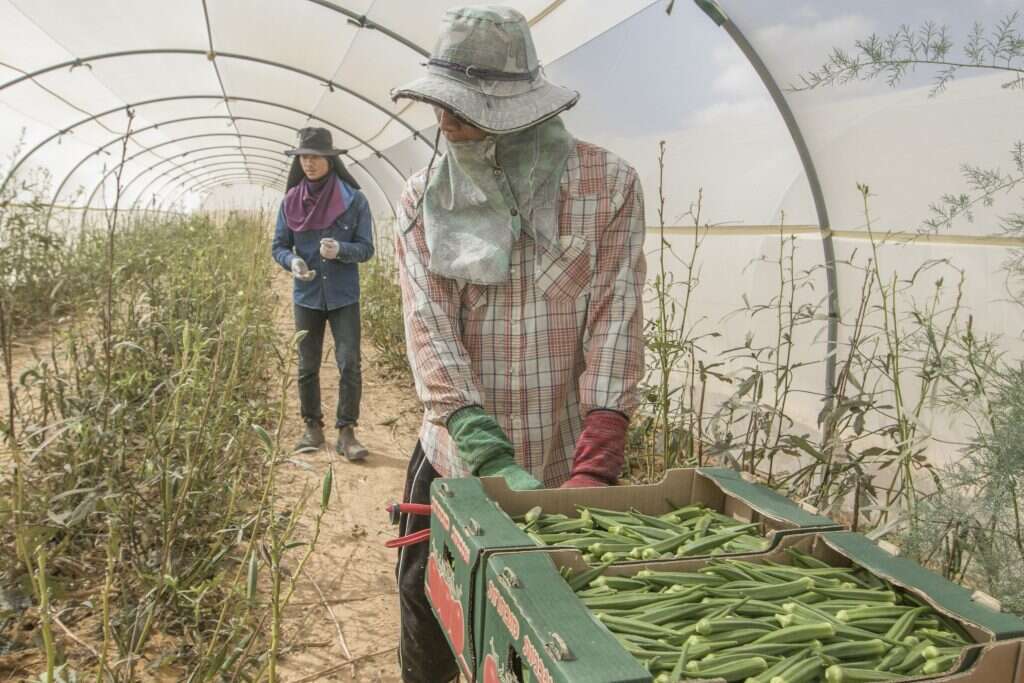 חממה ביישוב באר-מילכה. | יוסי אלוני חממה ביישוב באר-מילכה. | יוסי אלוני