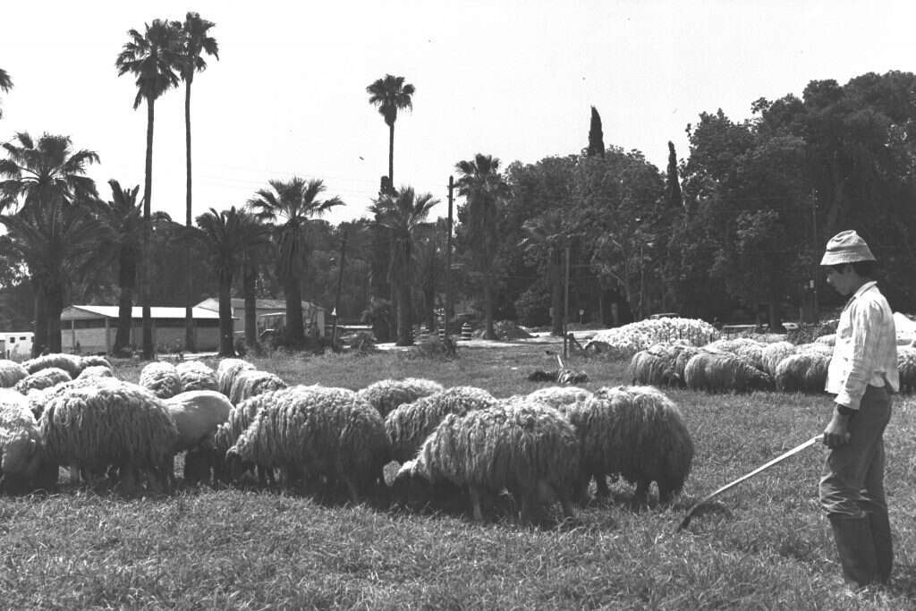 תלמיד מקווה ישראל רועה עדר כבשים במקום, 1970. | משה מילנר, לע"מ