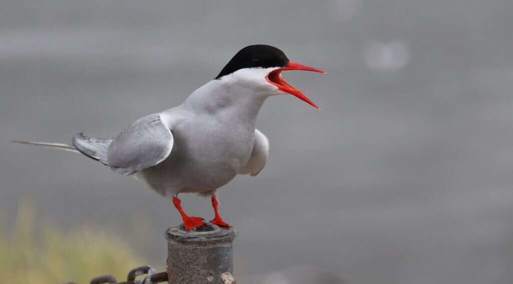 שחפית. | שאטרסטוק
