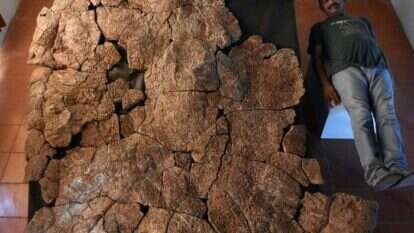 אדווין קדנה ליד שריון הצב. | אוניברסיטת ציריך