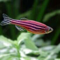 הכוכב החדש של עולם המחקר. דג זברה. | שאטרסטוק