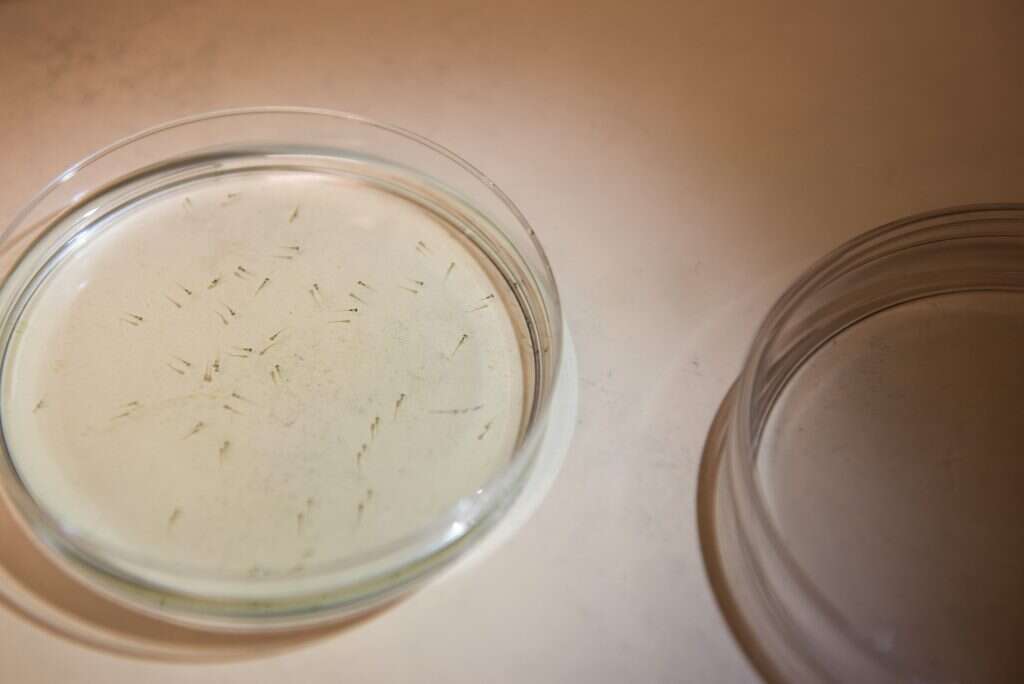 מגדלים את הדור הבא. ביציות דגי הזברה. | אביטל הירש