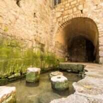 נקבת השילוח. | שאטרסטוק נקבת השילוח. | שאטרסטוק