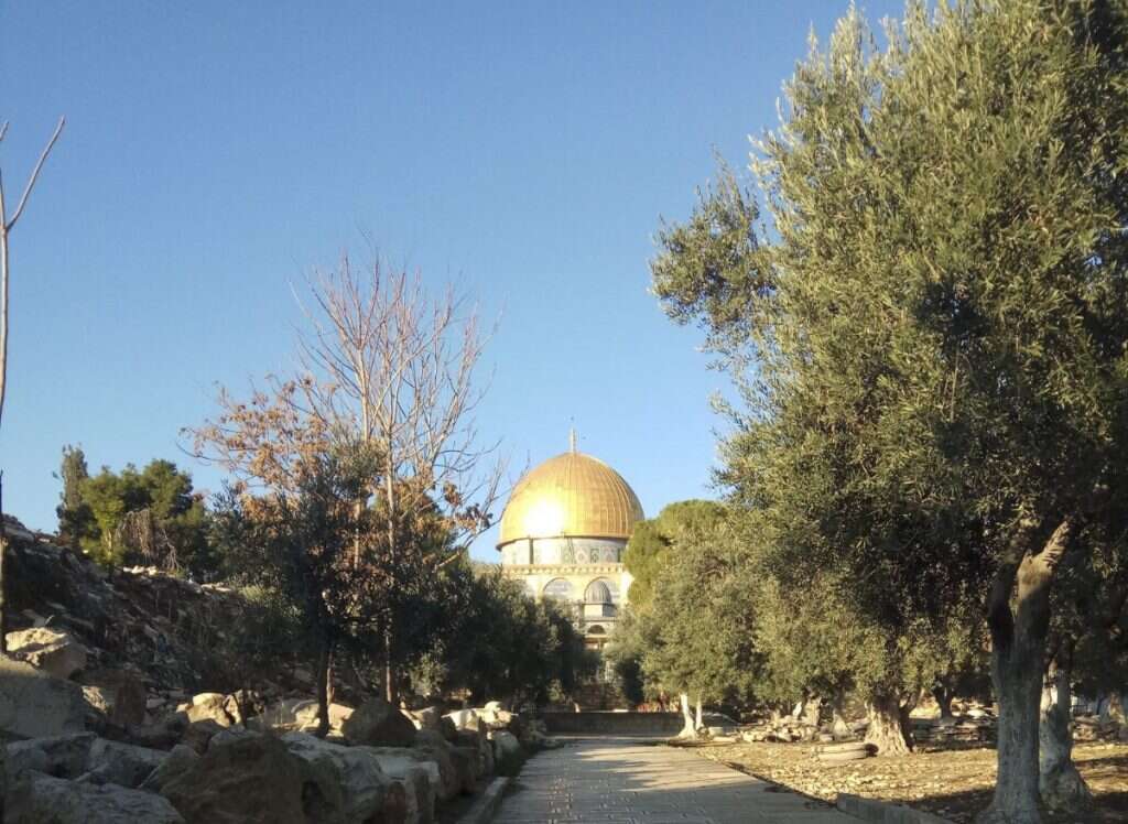 מימין לשביל - אזור לשכת העצים