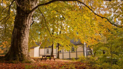 הגזע או הענפים? | שאטרסטוק