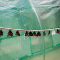 פרפר במחסן שאולי מסמל את הספרות עצמה, כלואה בחבלי בשר ודם. פרפרים על חבל בגן החיות בהרי הטטרה, סלובקיה. | ענת הרמון, פלאש 90