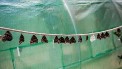 פרפר במחסן שאולי מסמל את הספרות עצמה, כלואה בחבלי בשר ודם. פרפרים על חבל בגן החיות בהרי הטטרה, סלובקיה. | ענת הרמון, פלאש 90