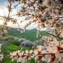 שקדיות ברמת הגולן. | מאור קינסבורסקי, פלאש 90