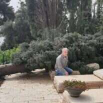 כשגדעון נזעק לבית הקברות, הוא גילה עוד הפתעה. גדעון גלעדי ליד הברוש שקרס בכפר גלעדי. | גדעון גלעדי