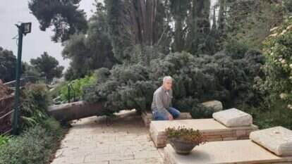 כשגדעון נזעק לבית הקברות, הוא גילה עוד הפתעה. גדעון גלעדי ליד הברוש שקרס בכפר גלעדי. | גדעון גלעדי