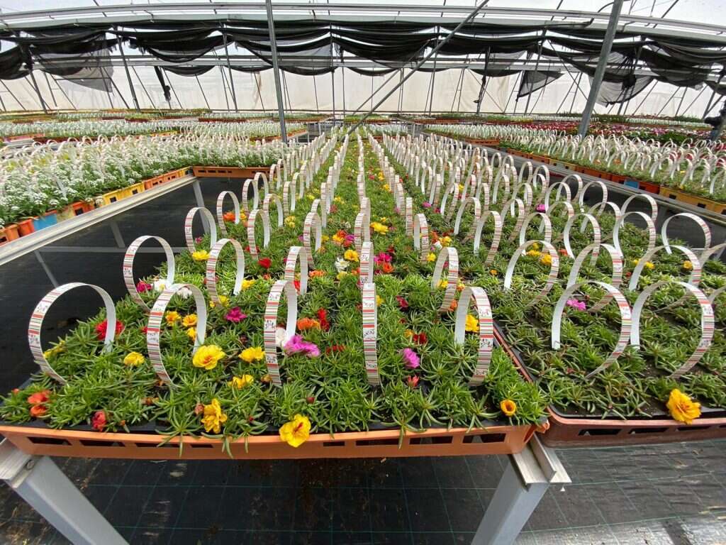 העציצים הממתינים במשתלה