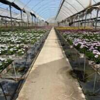 העציצים הממתינים במשתלה | ללא