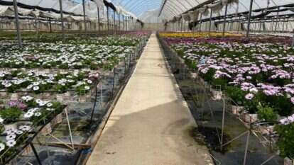 העציצים הממתינים במשתלה | ללא