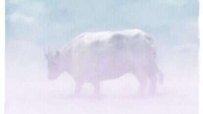 איור: מנחם הלברשטט