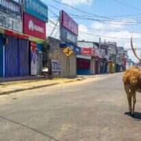 אייל פרא ברחובות טרינקומלי, בסרי-לנקה. | AFP