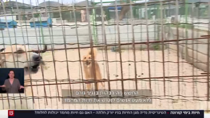 מסך חדשות 13