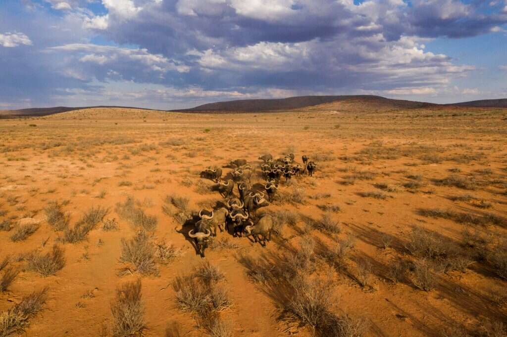 מדבר קלהארי. | AFP מדבר קלהארי. | AFP