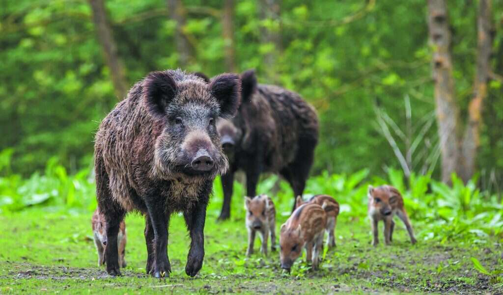 לא כדאי לדחוק לפינה. חזיר בר. | שאטרסטוק לא כדאי לדחוק לפינה. חזיר בר. | שאטרסטוק