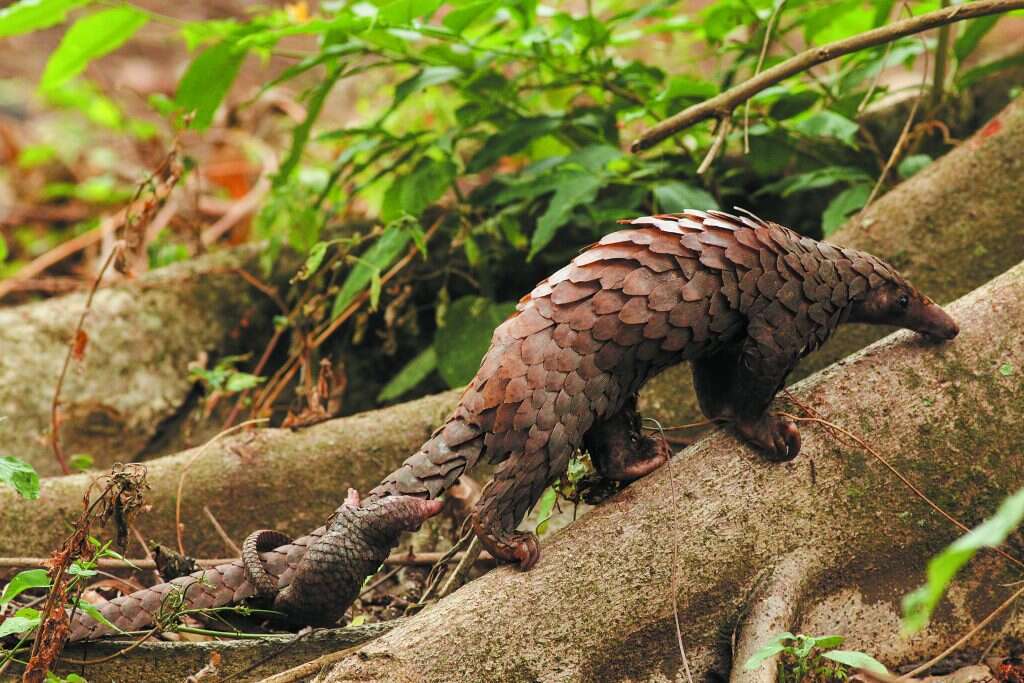 משולשים יפהפיים בקרקע. פנגולין. | שאטרסטוק משולשים יפהפיים בקרקע. פנגולין. | שאטרסטוק