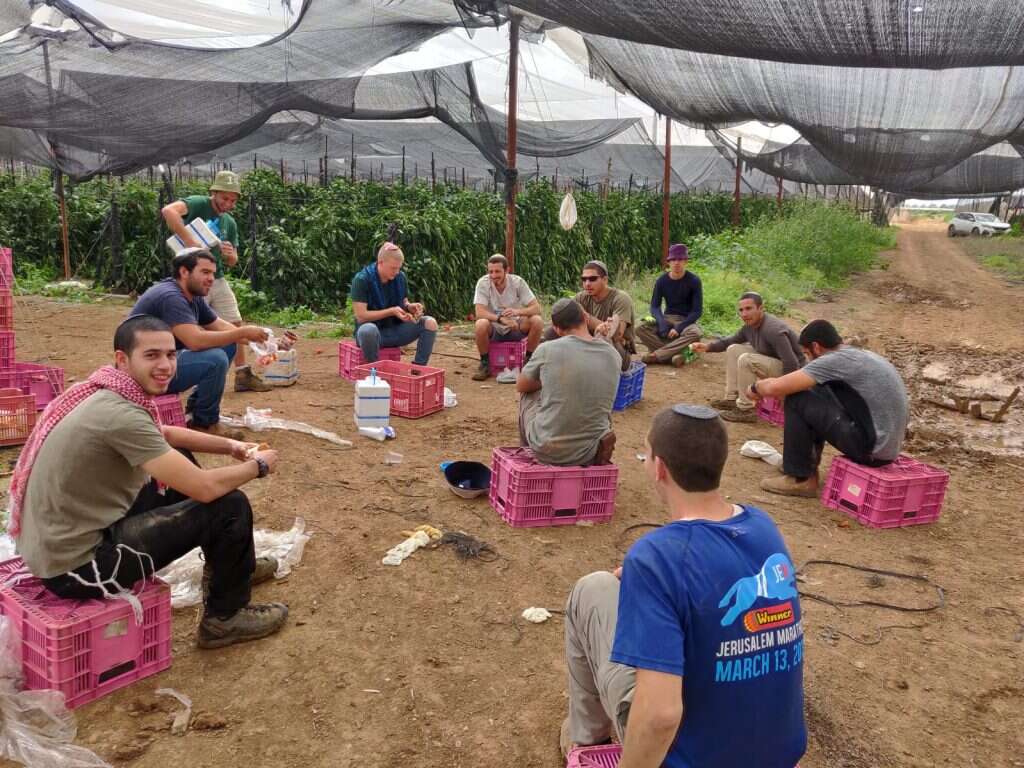 חניכי מכינות מתנדבים בחקלאות