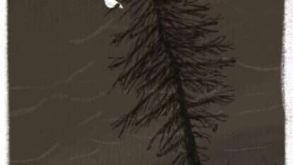 איור: מנחם הלברשטט