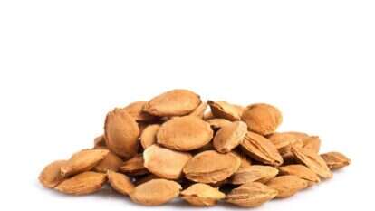 שאטרסטוק שאטרסטוק