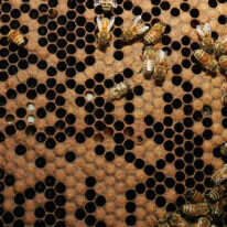 כוורת דבורים. | מרים צחי