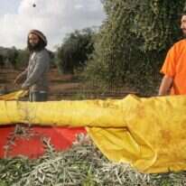 מסיק זיתים במשק אחיה. | מירי צחי