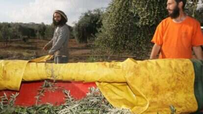 מסיק זיתים במשק אחיה. | מירי צחי