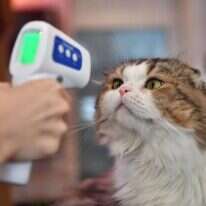 מדידת חום בכניסה לבית קפה לחתולים בתאילנד, 2020. | AFP