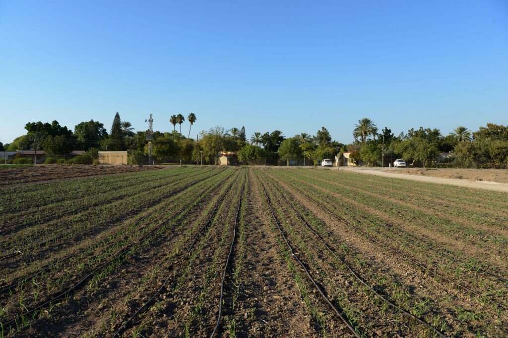 שיבת האיש אל משפחתו ואל אחוזתו מכוננת את שמחת האדם בברכה האלוהית השייכת רק לו. שדה אליהו, 2016. | גיל אליהו, ג'יני שיבת האיש אל משפחתו ואל אחוזתו מכוננת את שמחת האדם בברכה האלוהית השייכת רק לו. שדה אליהו, 2016. | גיל אליהו, ג'יני