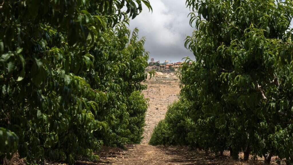 מטעי היישוב אביבים בגליל העליון, ובאופק הכפר הלבנוני מארון א־ראס. | אורי נדב