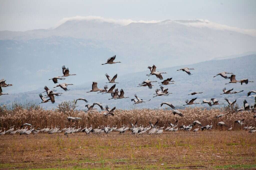 לעקוב אחרי תנועת הציפורים מהכיסא בבית. אגם החולה. | שאטרסטוק לעקוב אחרי תנועת הציפורים מהכיסא בבית. אגם החולה. | שאטרסטוק