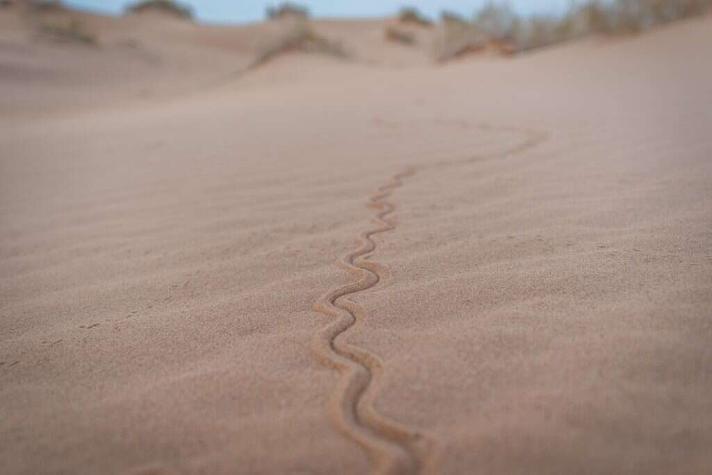 ישראל היא מעצמת זוחלים. חולות סמר. | מילה אביב, פלאש 90 ישראל היא מעצמת זוחלים. חולות סמר. | מילה אביב, פלאש 90